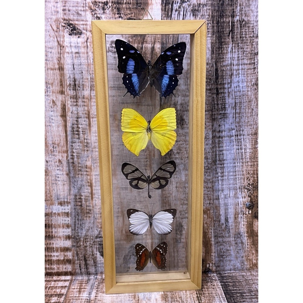 Framed Real Butterflies Display Case Wood Glass Collectible Shadow Box READ DES